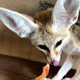 Fennec